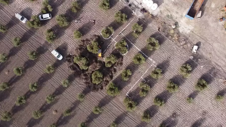 La UCO desarrolla un prototipo para separar los efluentes del entamado de la aceituna y usarlos en el riego