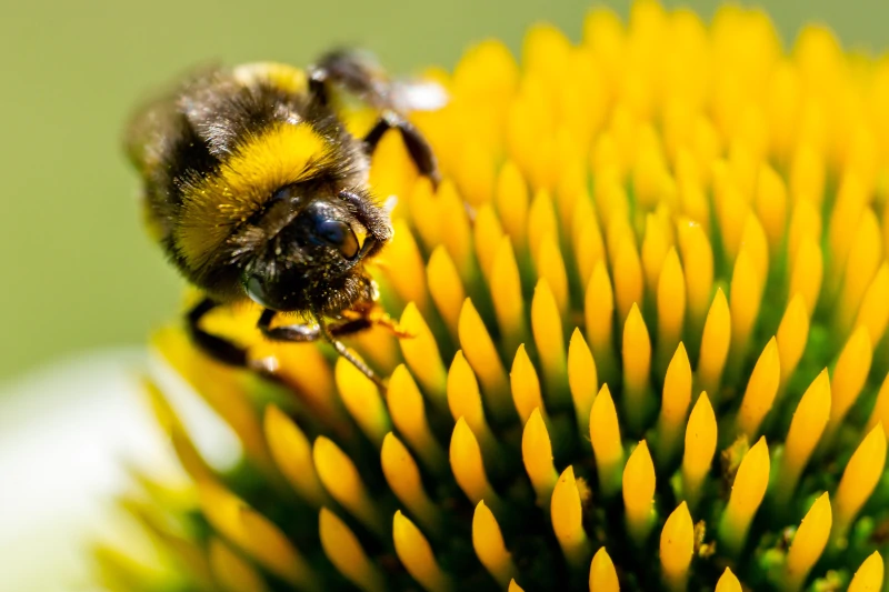 Beerisk: un proyecto de investigación que busca respuestas al declive de la población de abejas 