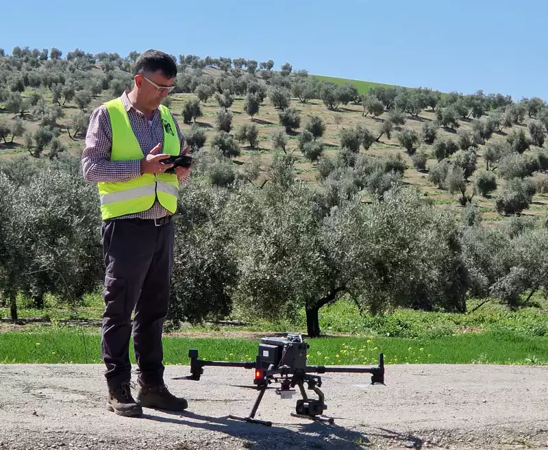 Inteligencia Artificial anticipa la cosecha de olivar en Jaén, Córdoba y Granada