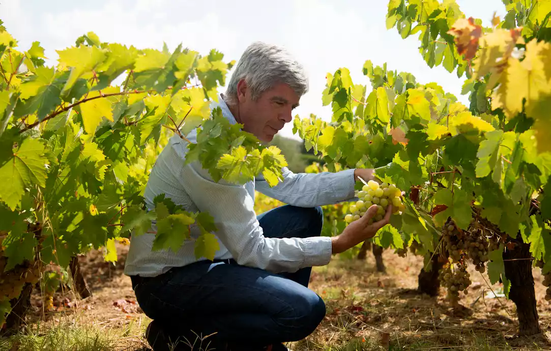 Bodegas Robles lidera el camino en sostenibilidad con su primer Informe ODS