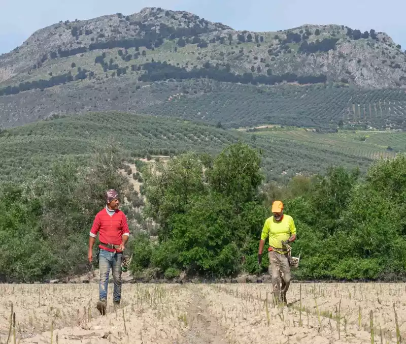 El espárrago verde de Granada también en septiembre