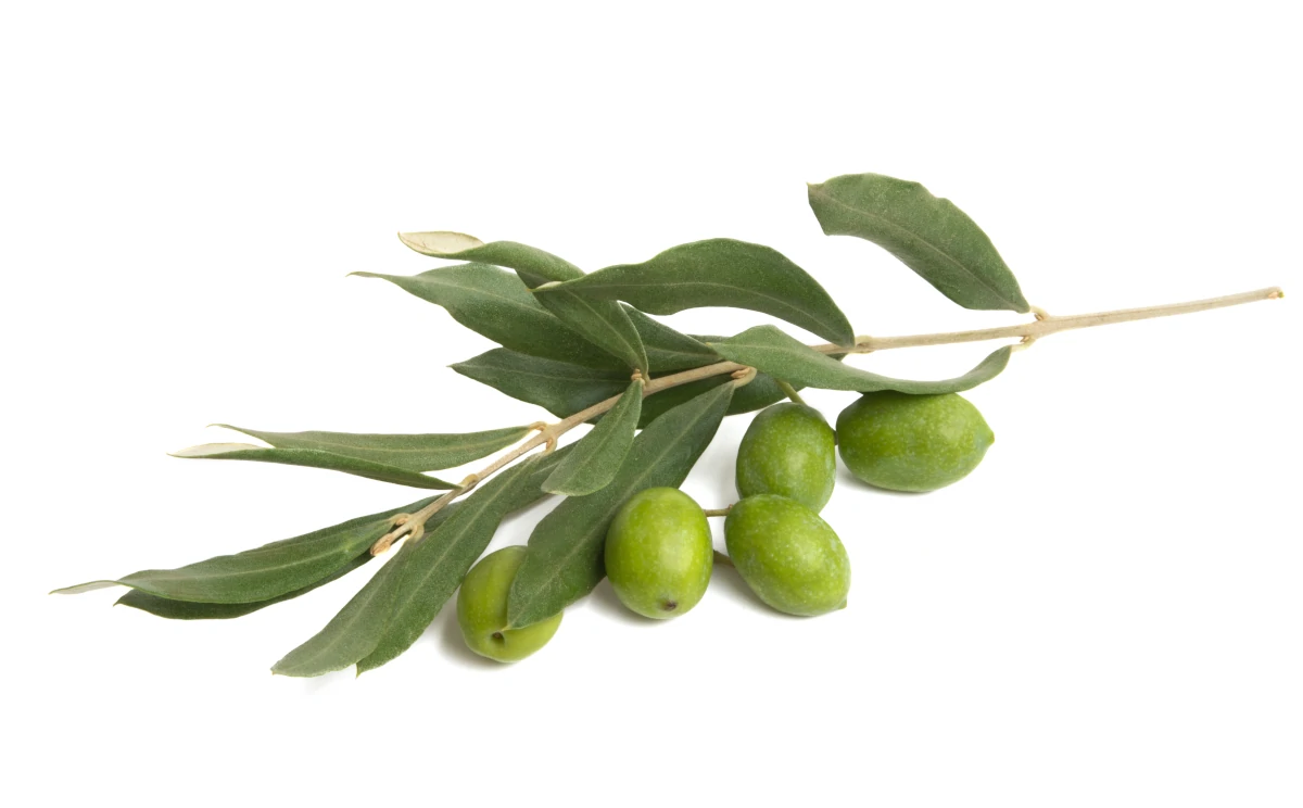 De residuo a superalimento: hojas de olivo convertidas en ingredientes saludables