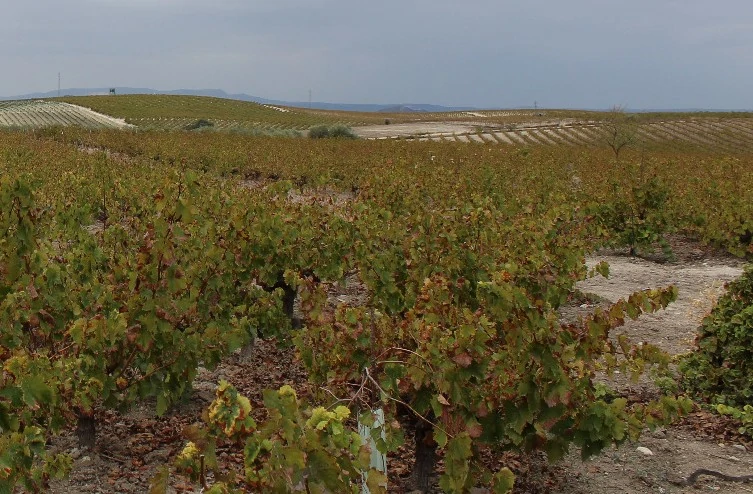 Comunicado;  Bodegas y lagares de Montilla-Moriles cuestionan la unidad del sector ante la constitución del nuevo Consejo Regulador
