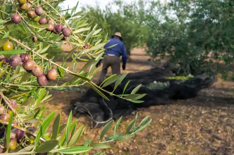 El Consejo de Gobierno aprueba la Estrategia del Olivar, que cuenta con casi 1.000 millones de euros 