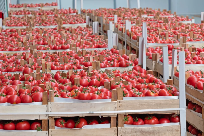 Aumentan el 34% las exportaciones  hortofrutícolas a EEUU 