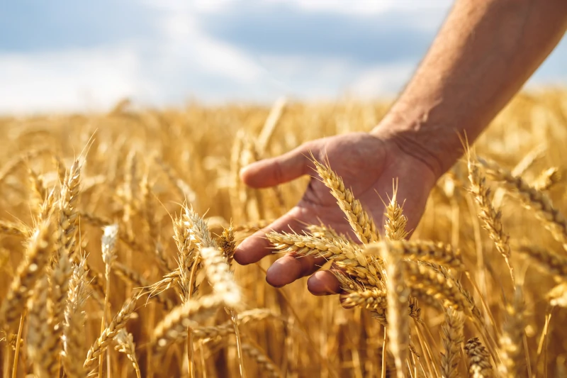 La cosecha de cereales se normaliza en el campo andaluz