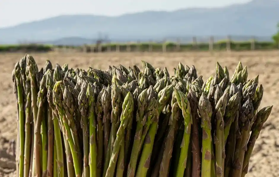 Éxito del espárrago verde español: el papel clave de la interpofesional  