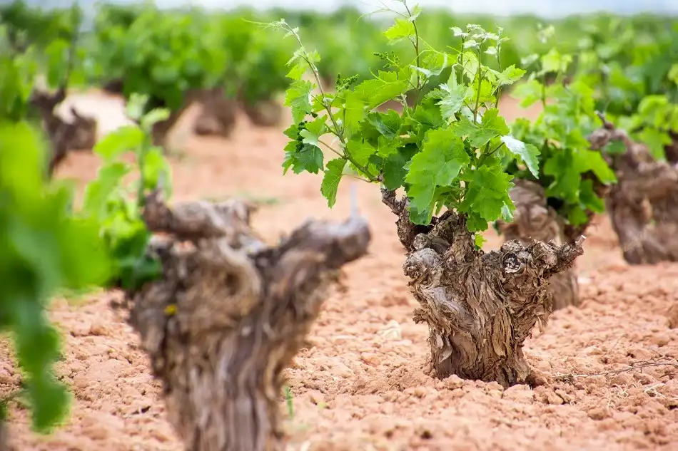 La DO La Mancha reduce superficie en 2025 pero mantiene su liderazgo vitícola y acelera el giro hacia variedades blancas